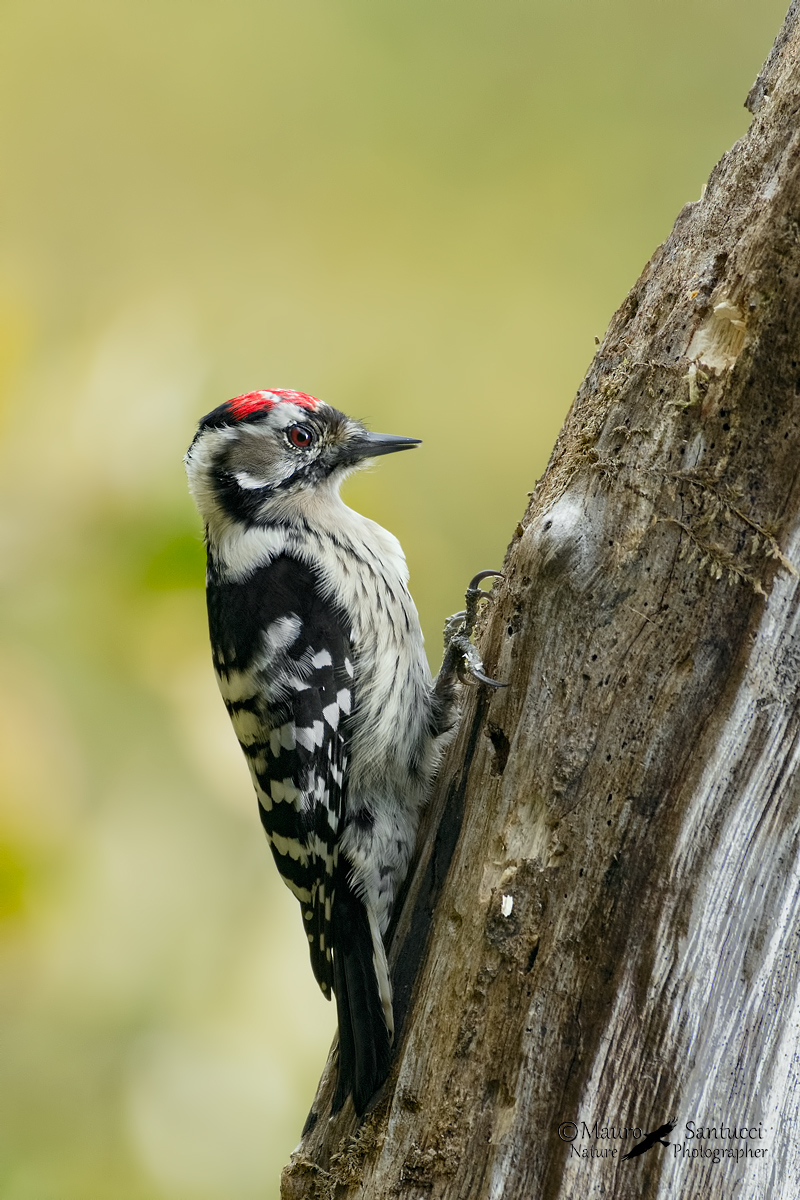 Picchio rosso minore