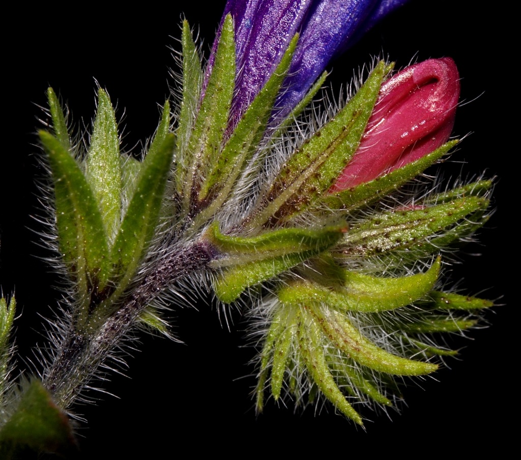 Echium sp.