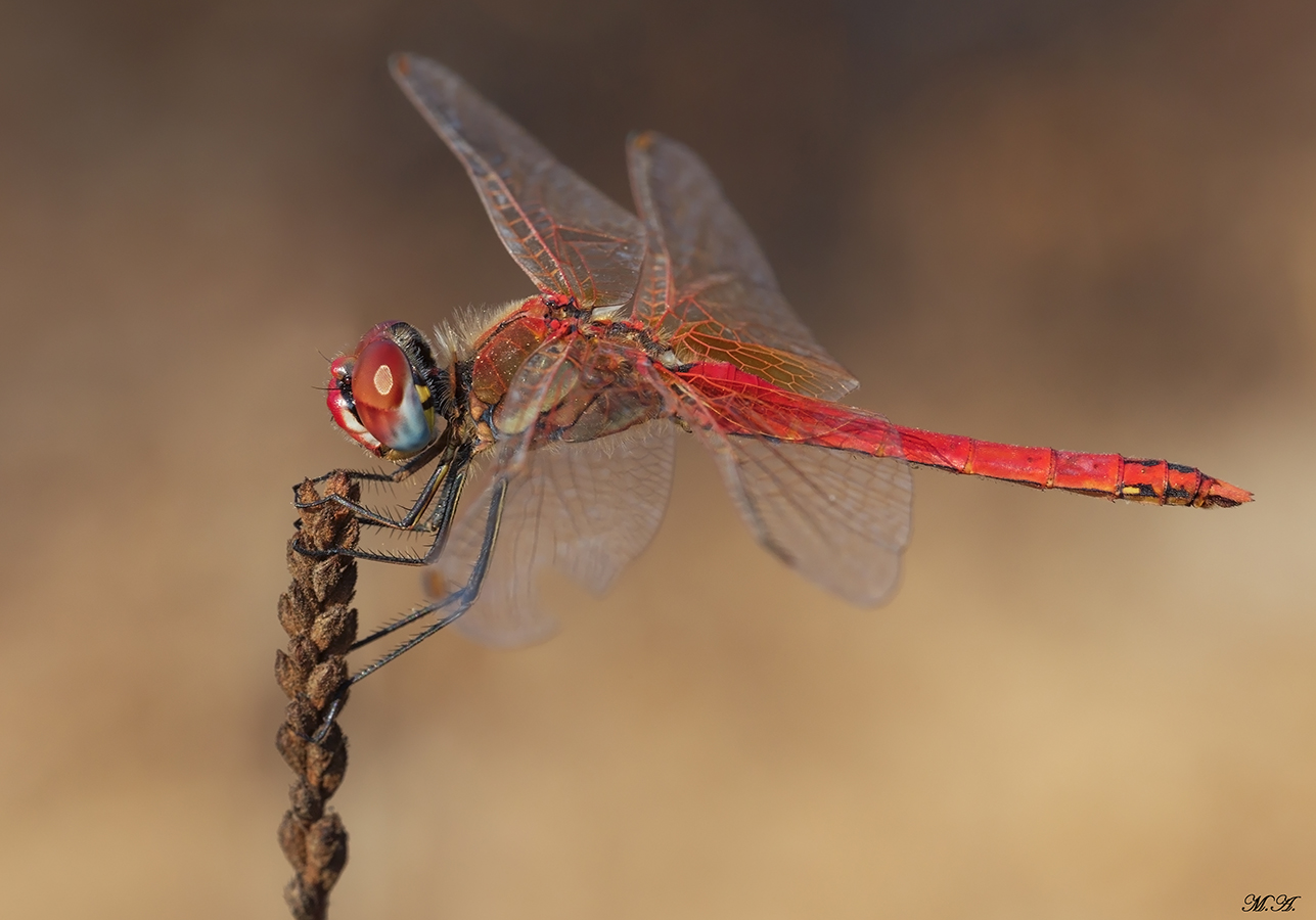 Sympetrum fonscolombii, maschio maturo