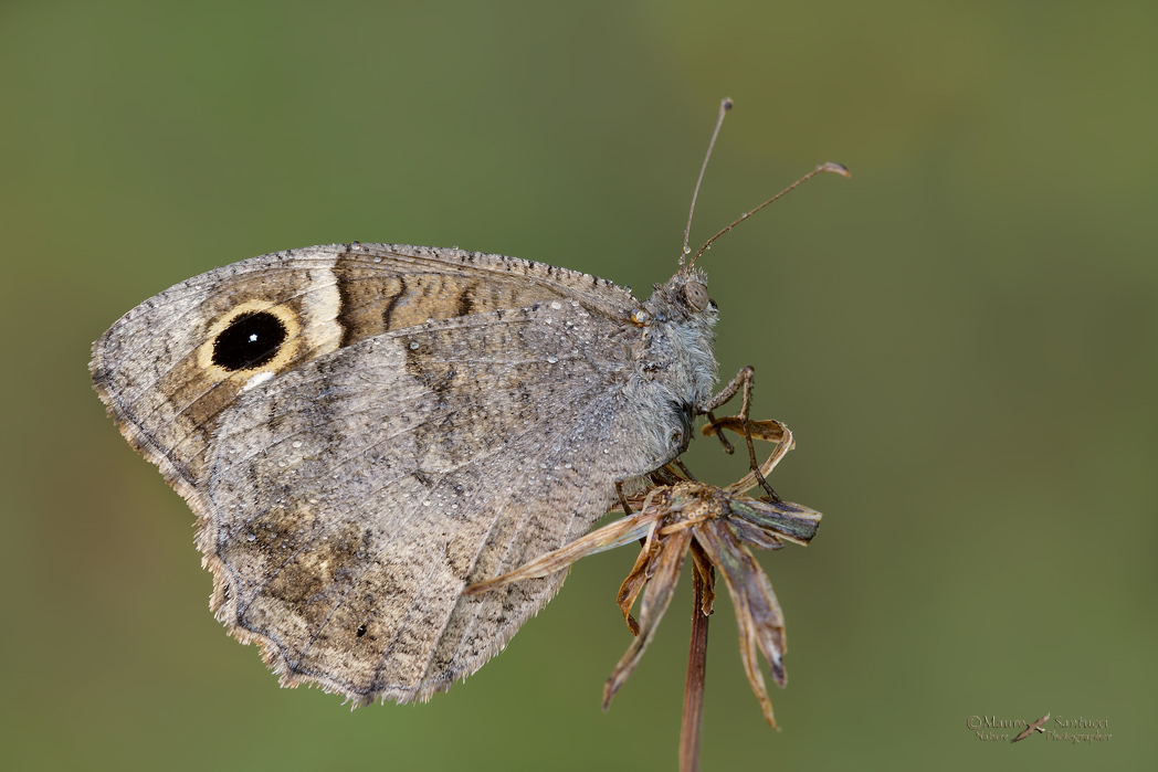 Hipparchia statilinus