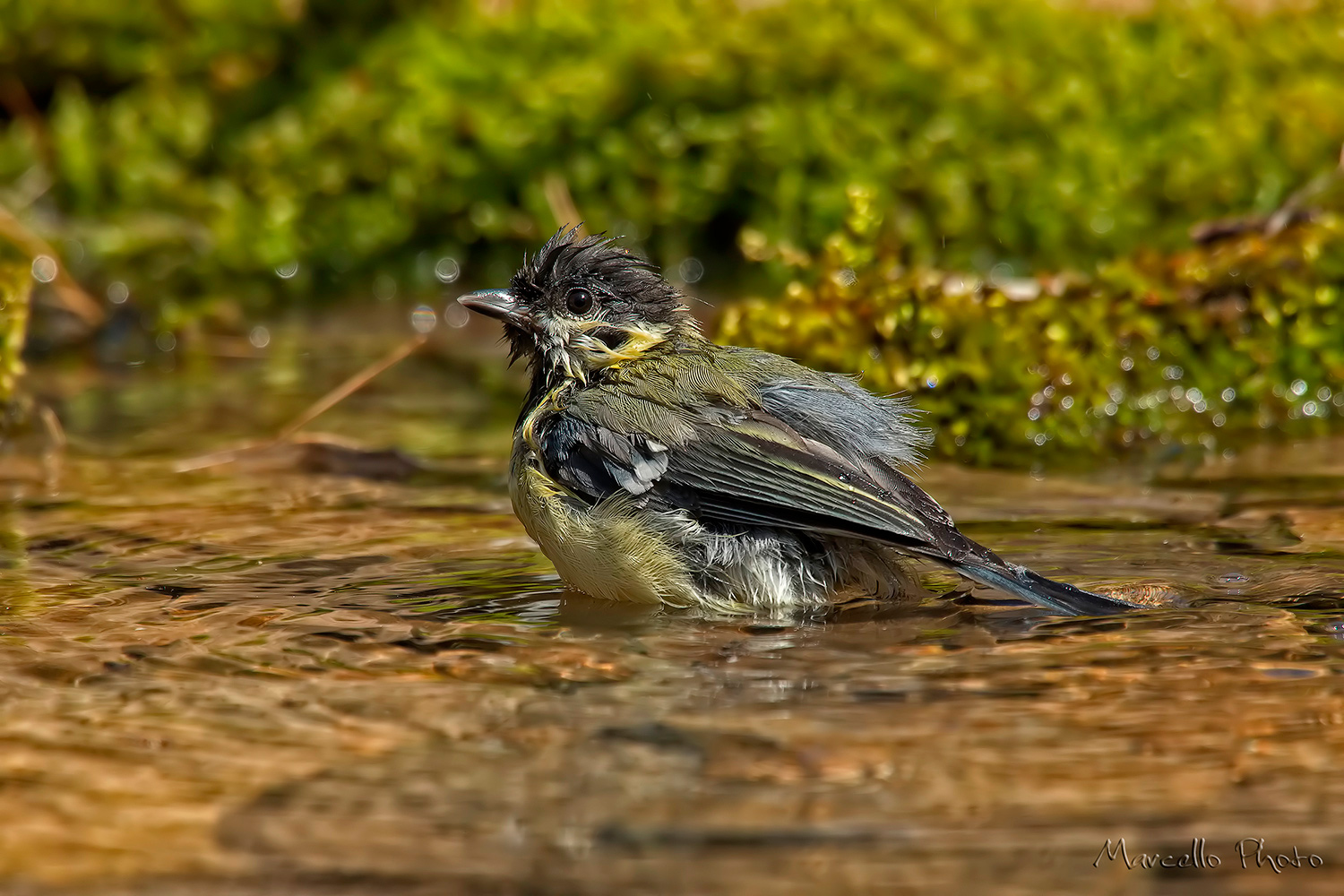 Cinciallegra al bagno