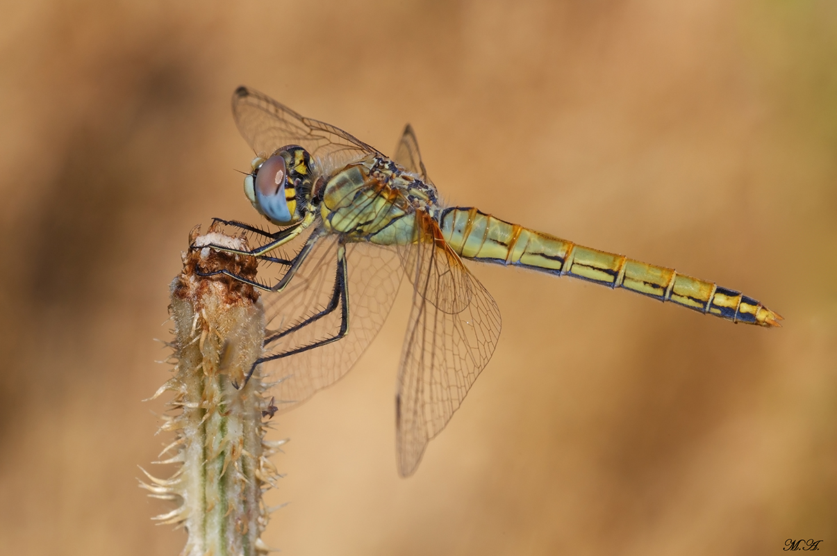 Sympetrum fonscolombii femmina