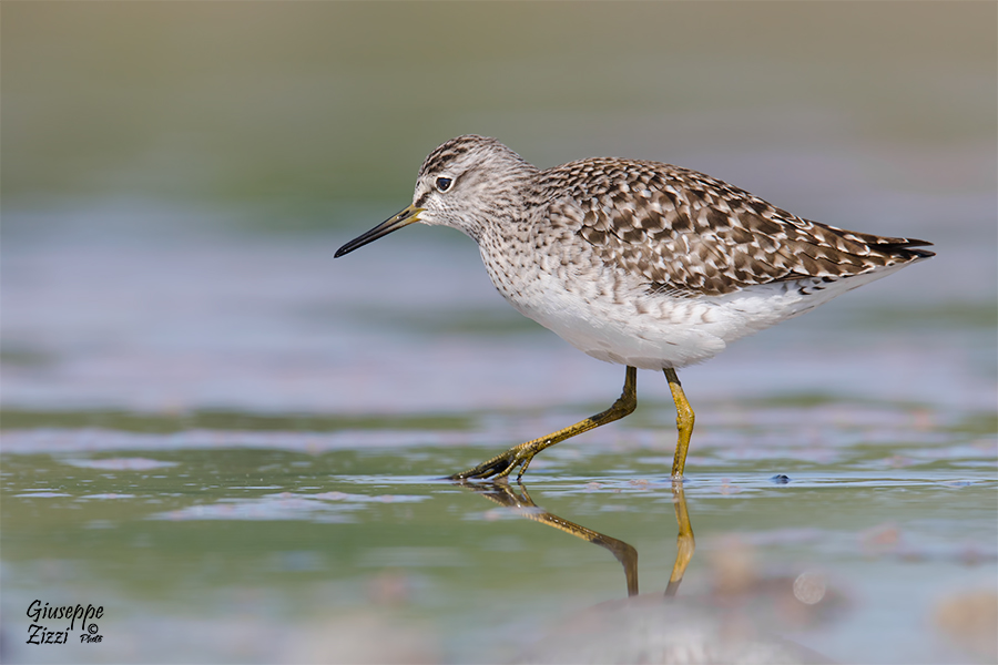 Piro piro boschereccio