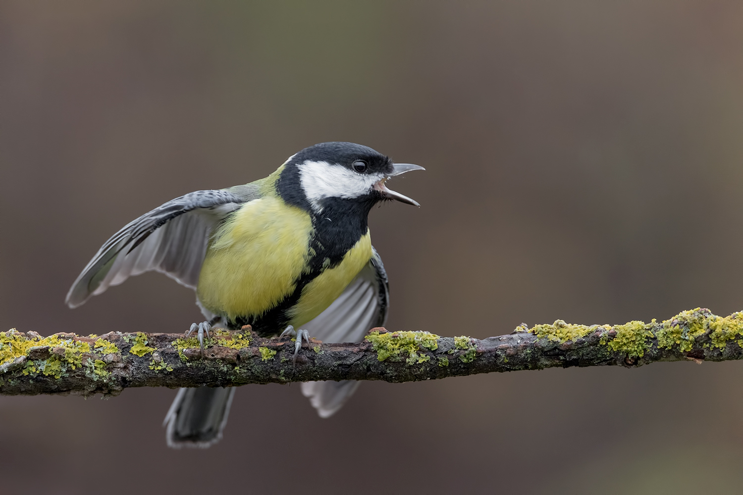 l'urlo della cinciallegra