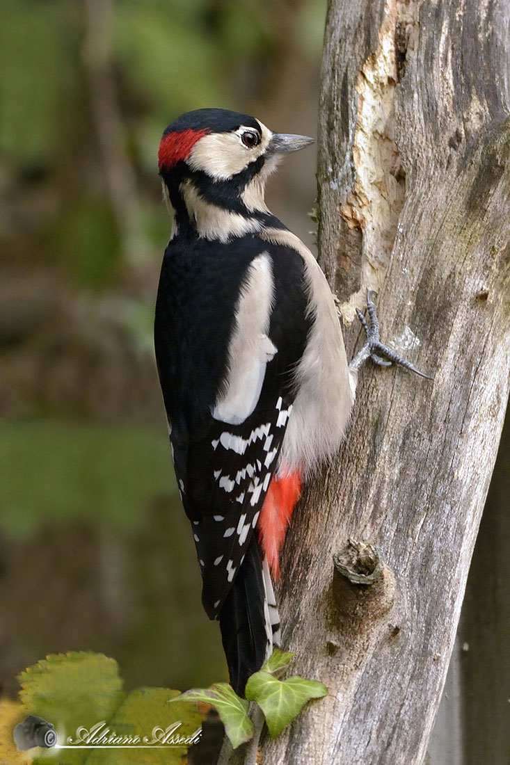 Picchio rosso maggiore