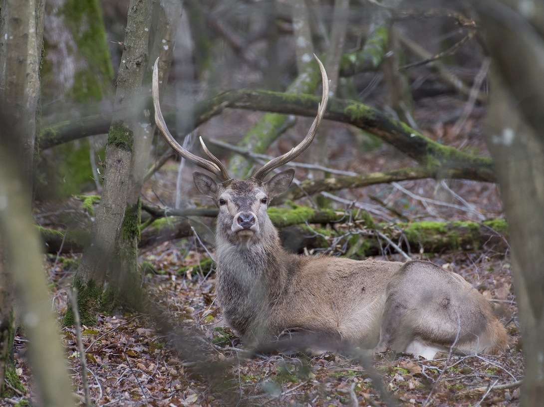 Cervo del Bosco della Mesola
