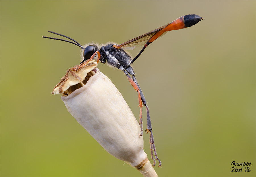 Ammophila heydeni heydeni