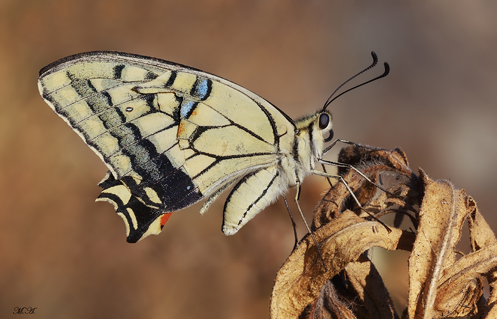 Papilio machaon