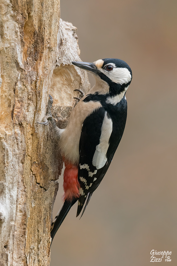 Picchio rosso maggiore