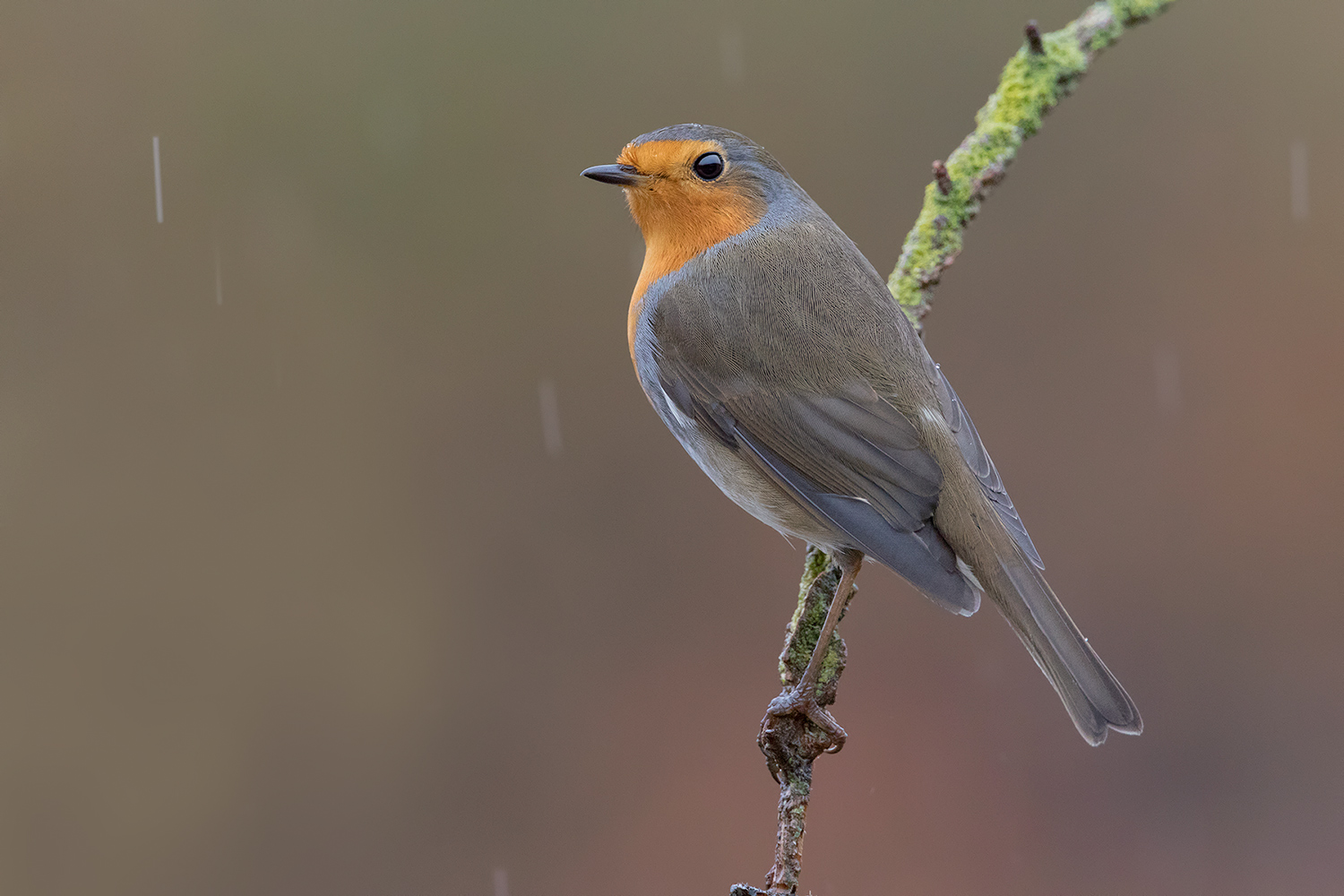 anche con la pioggia se non scatto mi annoio.....