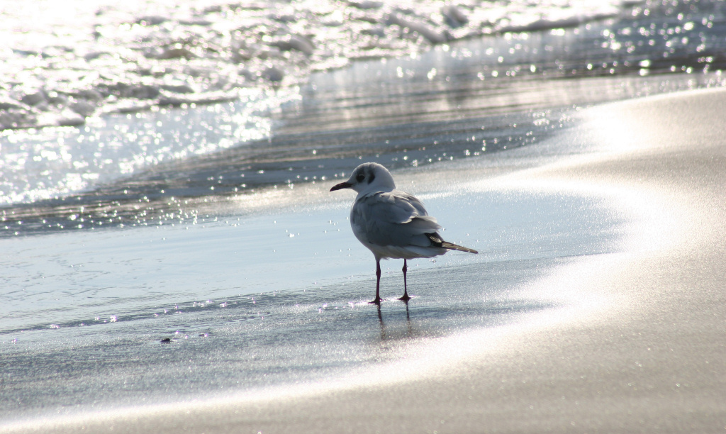 Gabbianella al sole!