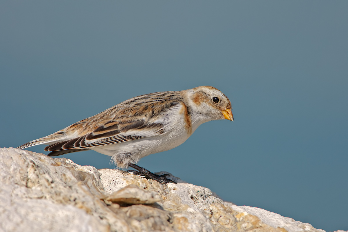 Zigolo delle nevi (Plectrophenax nivalis)