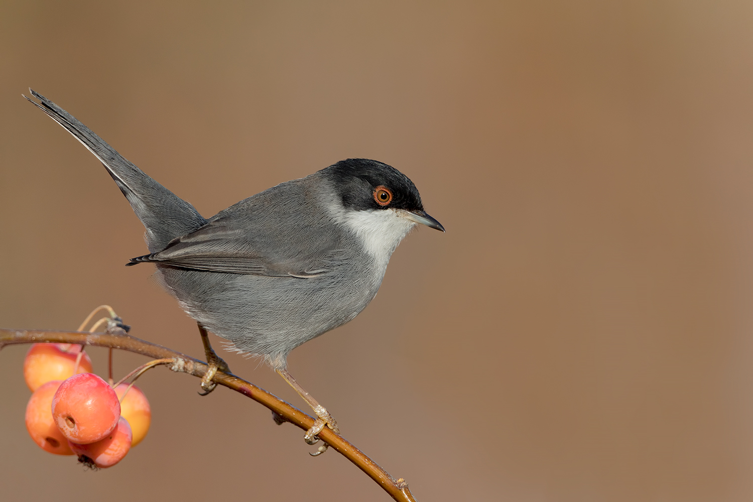 occhiocotto  fiorentino