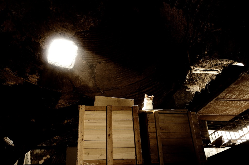 Il gatto di Istanbul