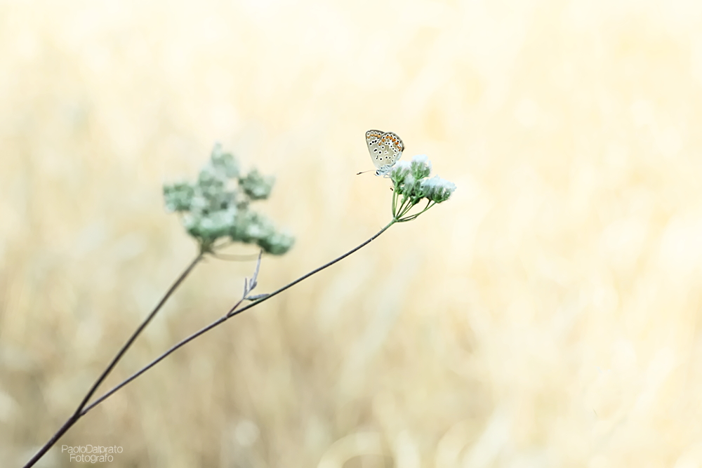 Non faccio foto di fiori