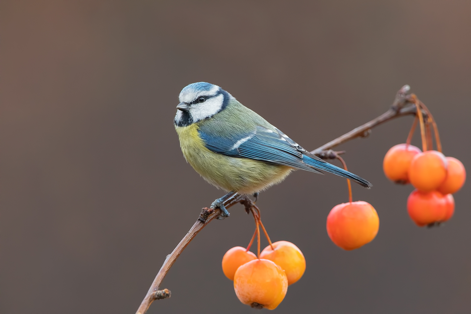 cinciarella a colori