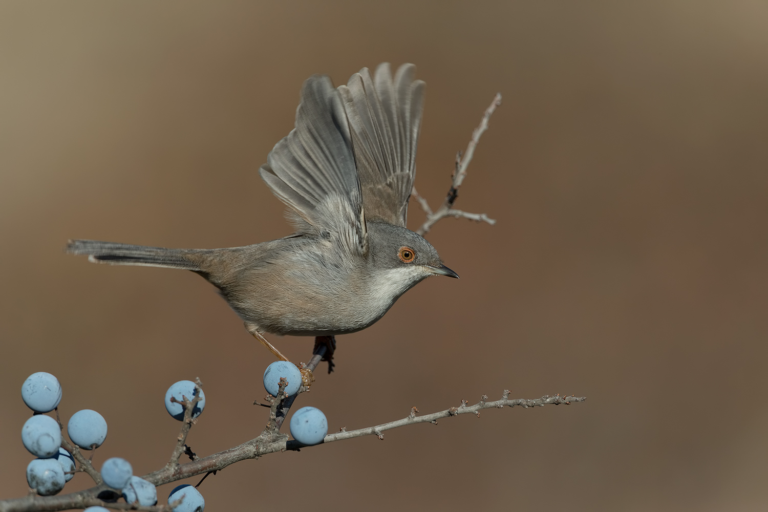 un'occhiata....cotta prima del volo....
