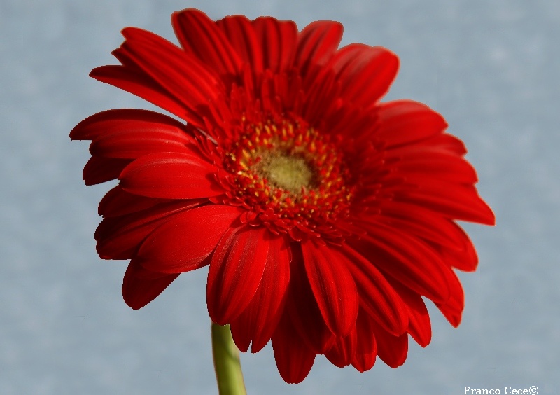 Gerbera