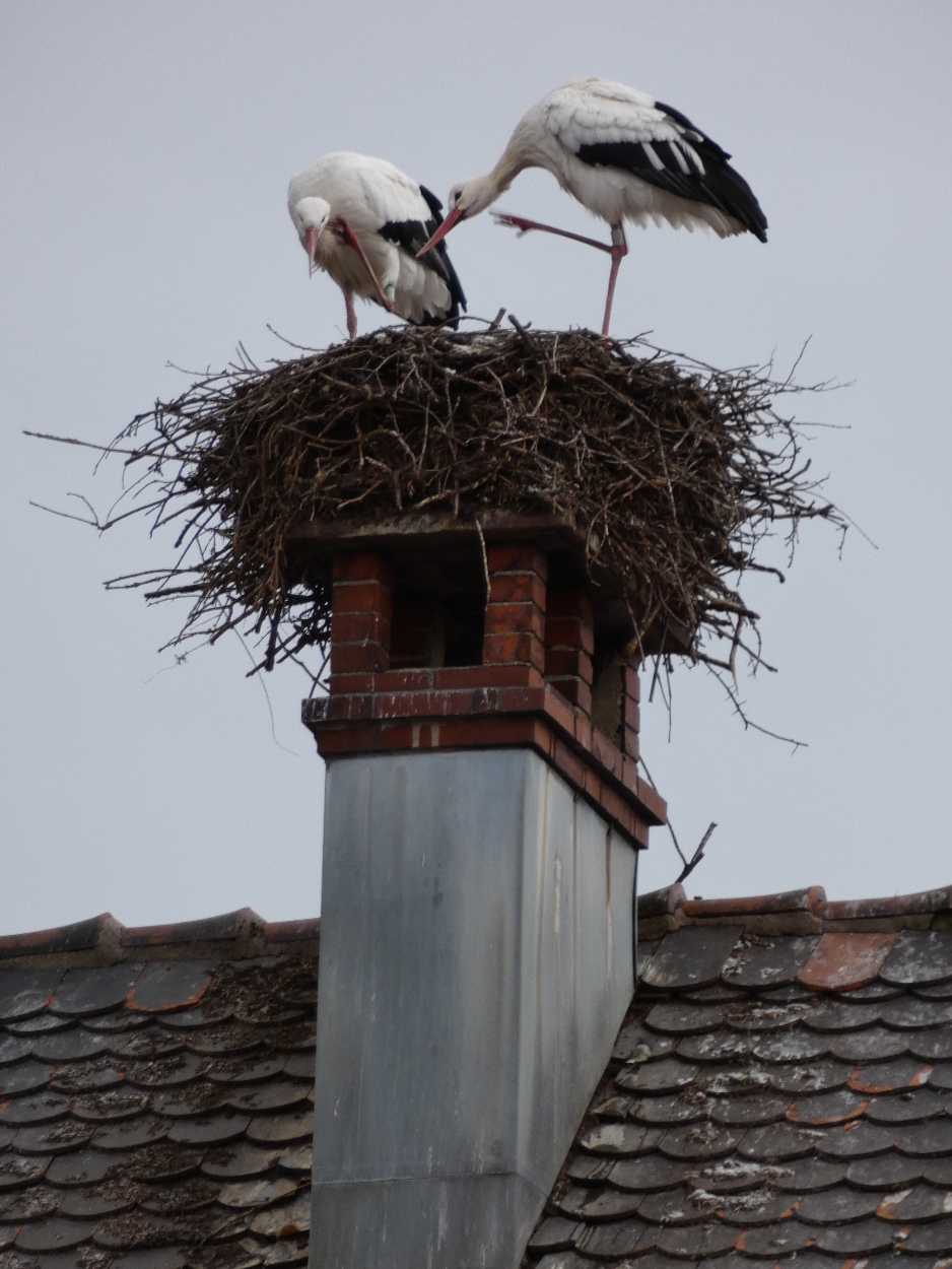 Storks' nest