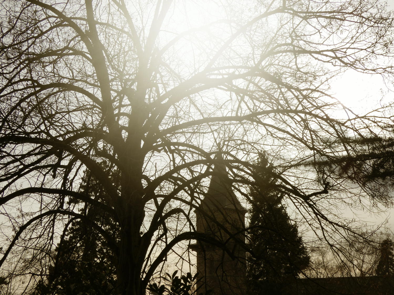 Guglia della Cattedrale e albero al tramonto