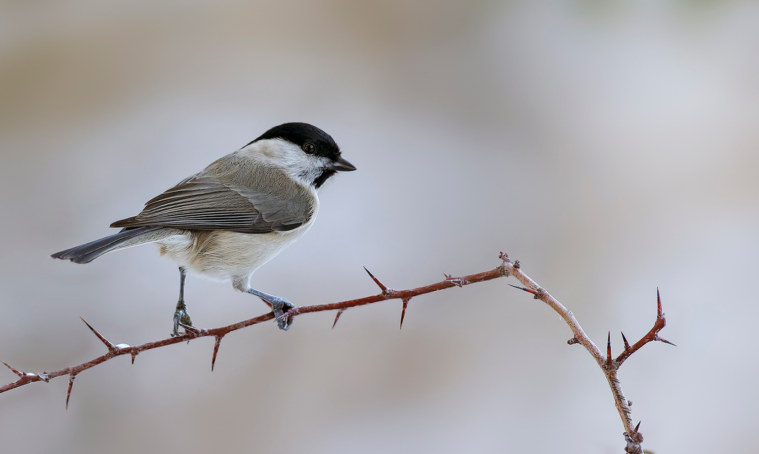 Cincia bigia su sfondo innevato