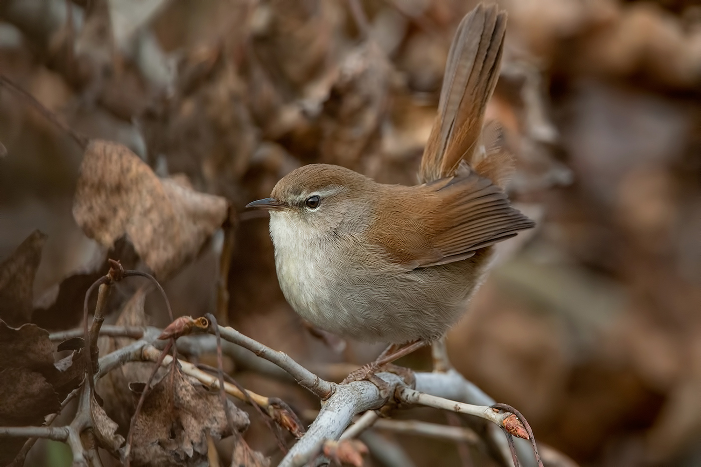 mimetismo perfetto....almeno credo...