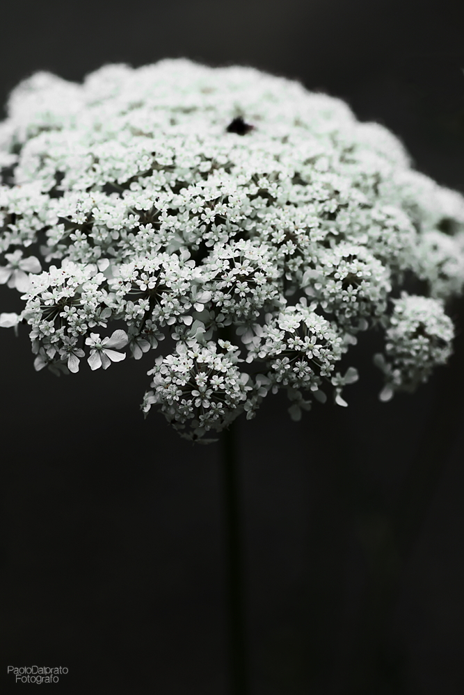 Non faccio foto di fiori