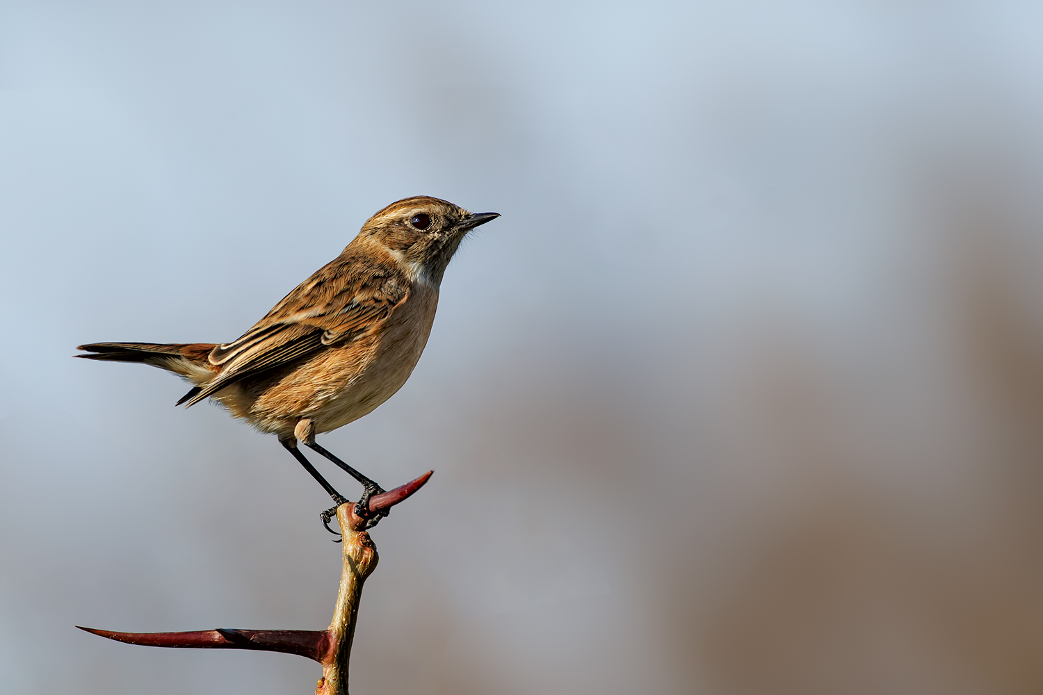 Parallelismi....becco e coda..