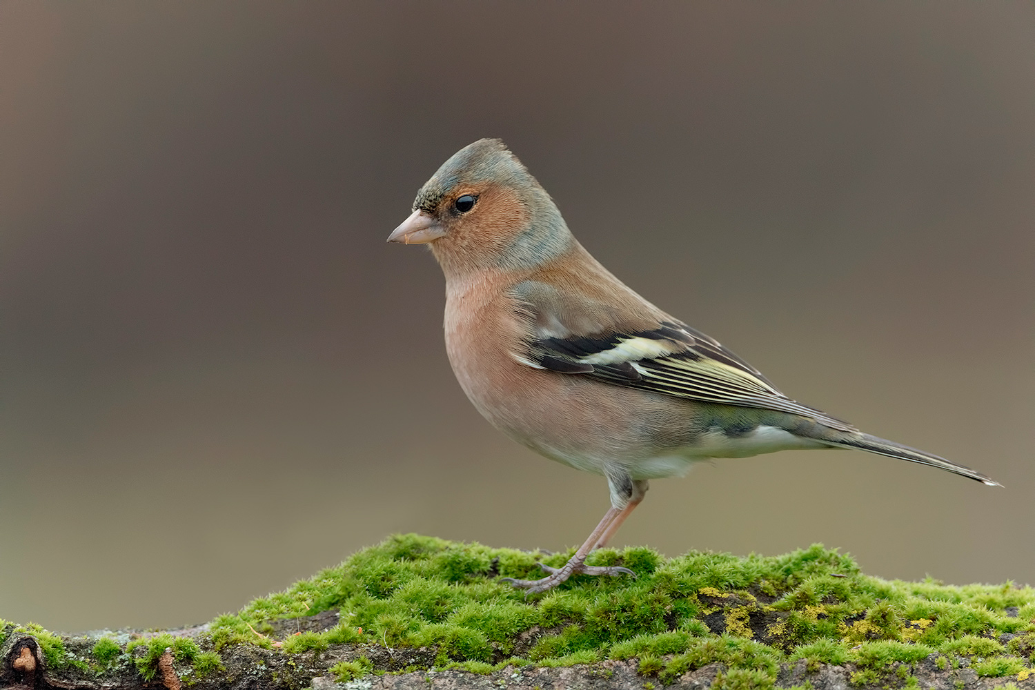 il tappeto delle meraviglie......