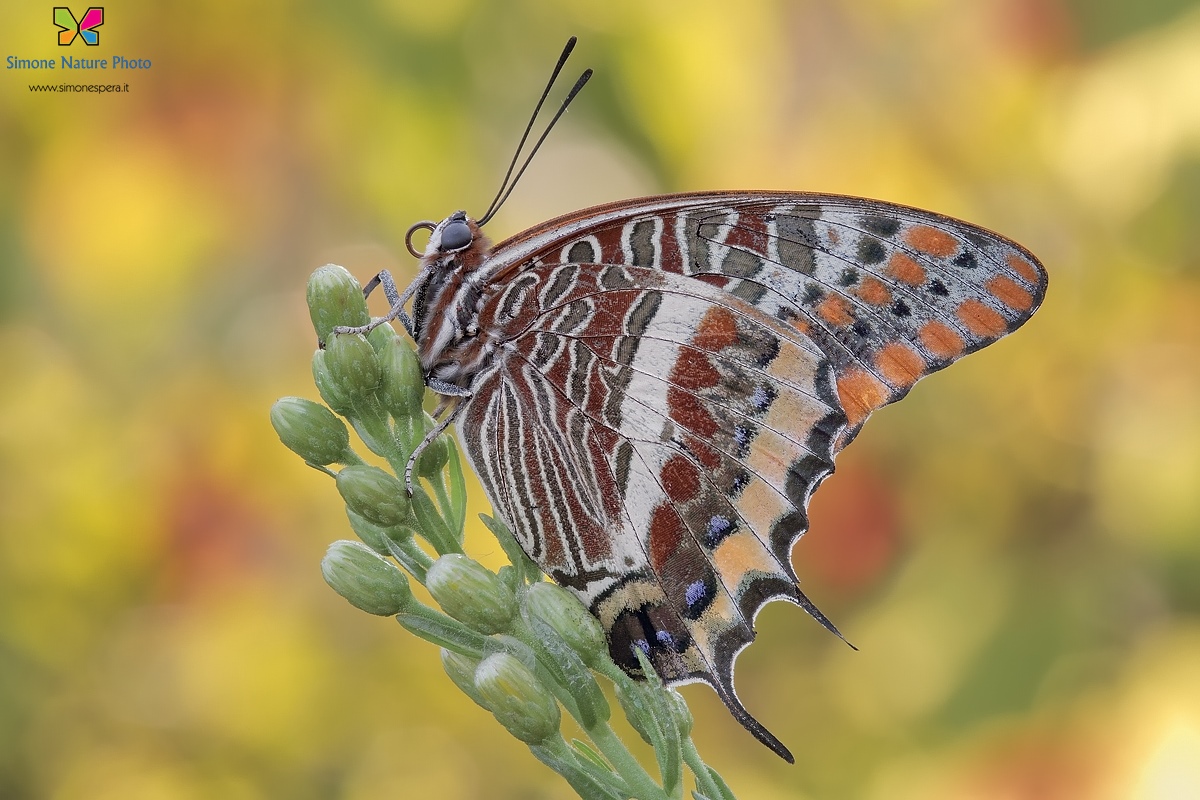 Charaxes jasius....