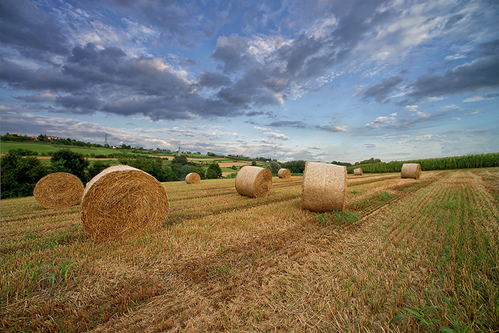 Balle di fieno