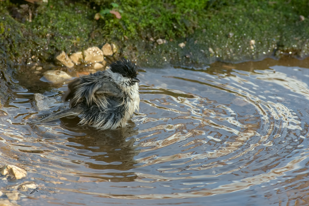 Il bagnetto della Bigia