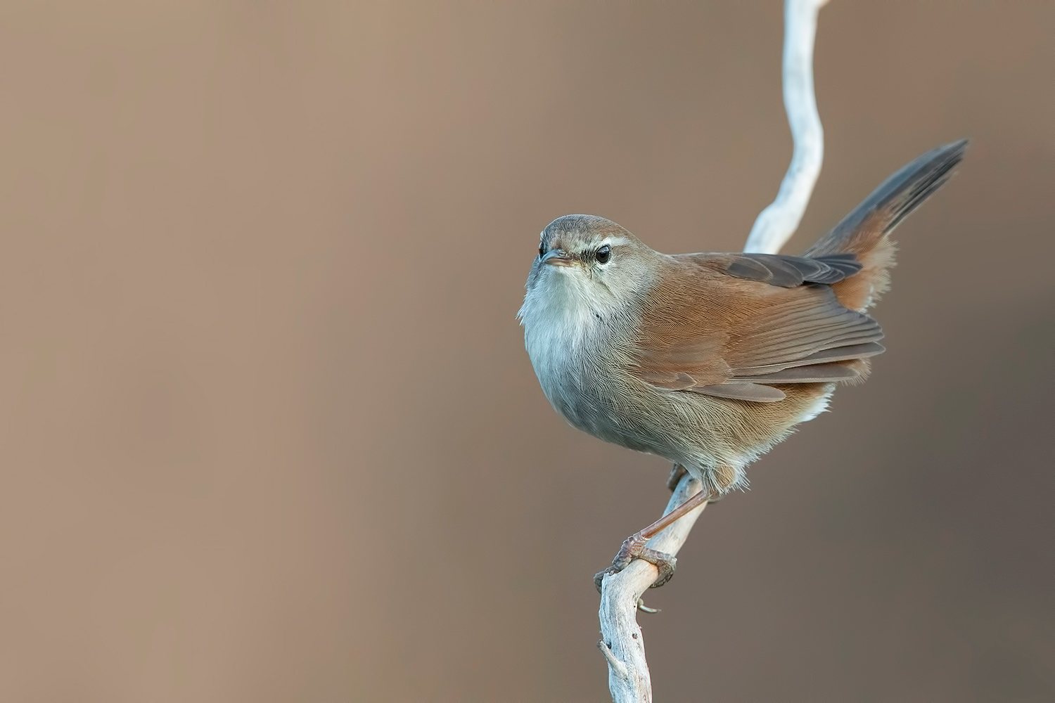 l'usignolo di fiume....