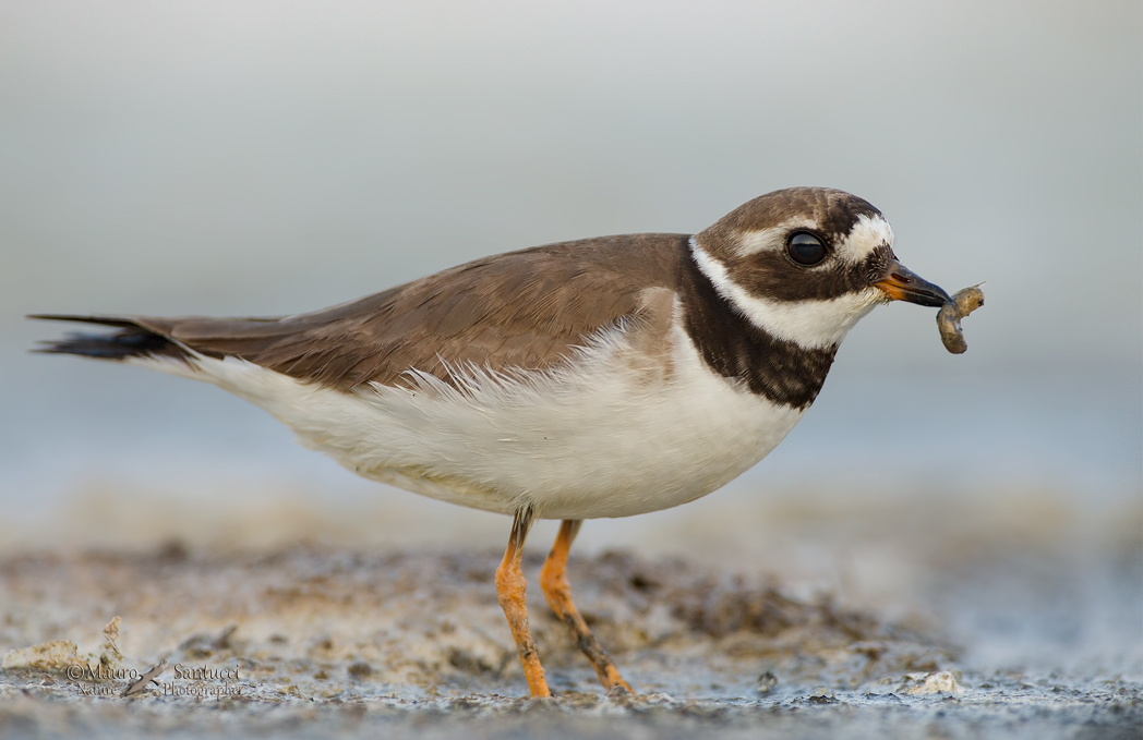 Il corriere grosso ha fame