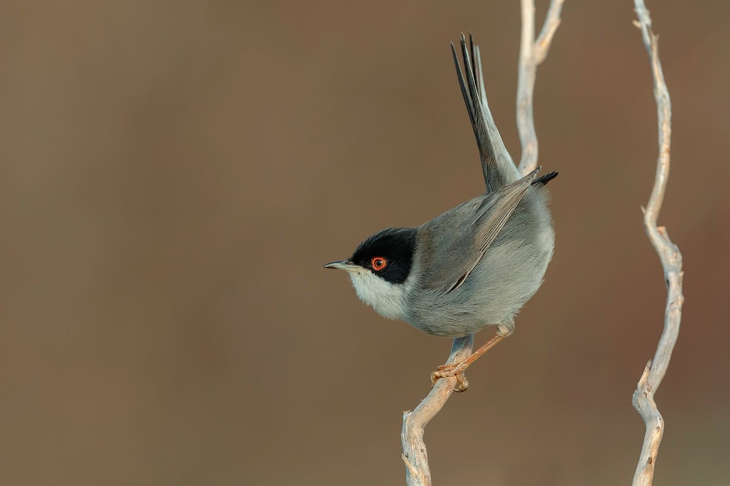 pronto a decollare.....