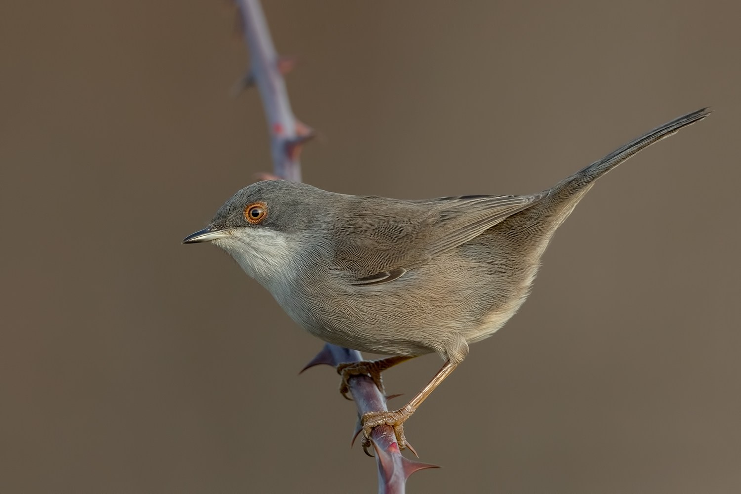 l'occhiocotta .......