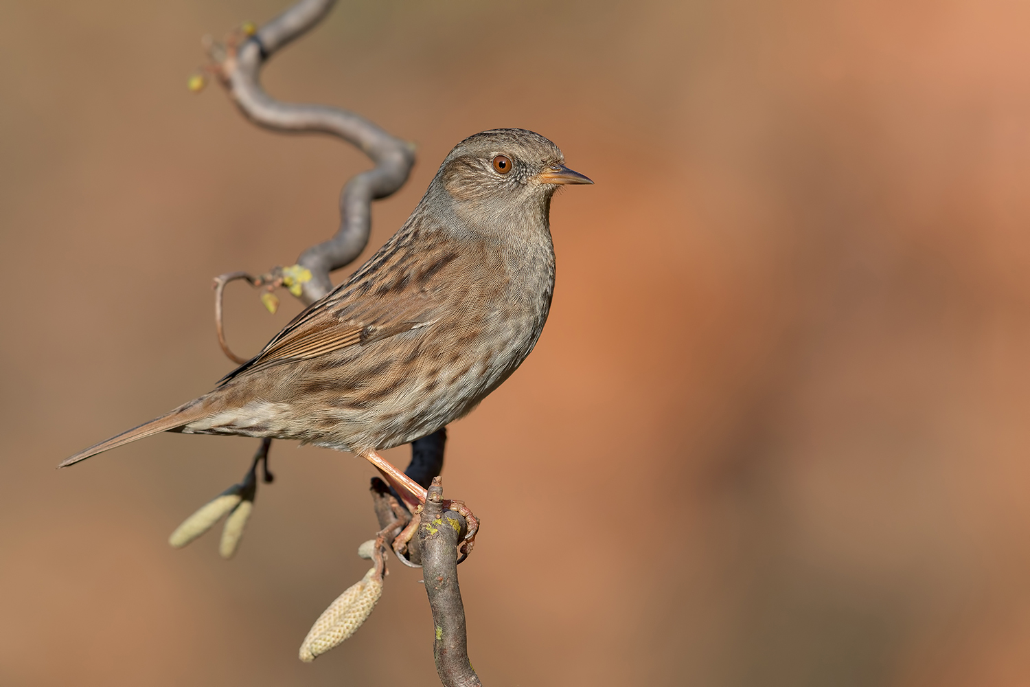 Passera Scopaiola !...4K