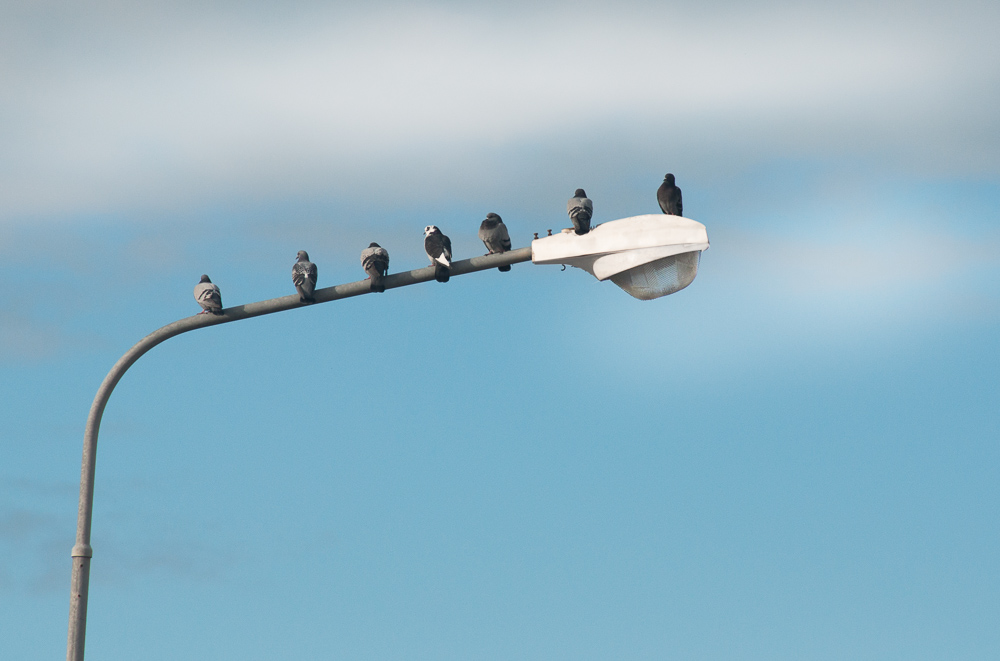 Piccioni sul lampione