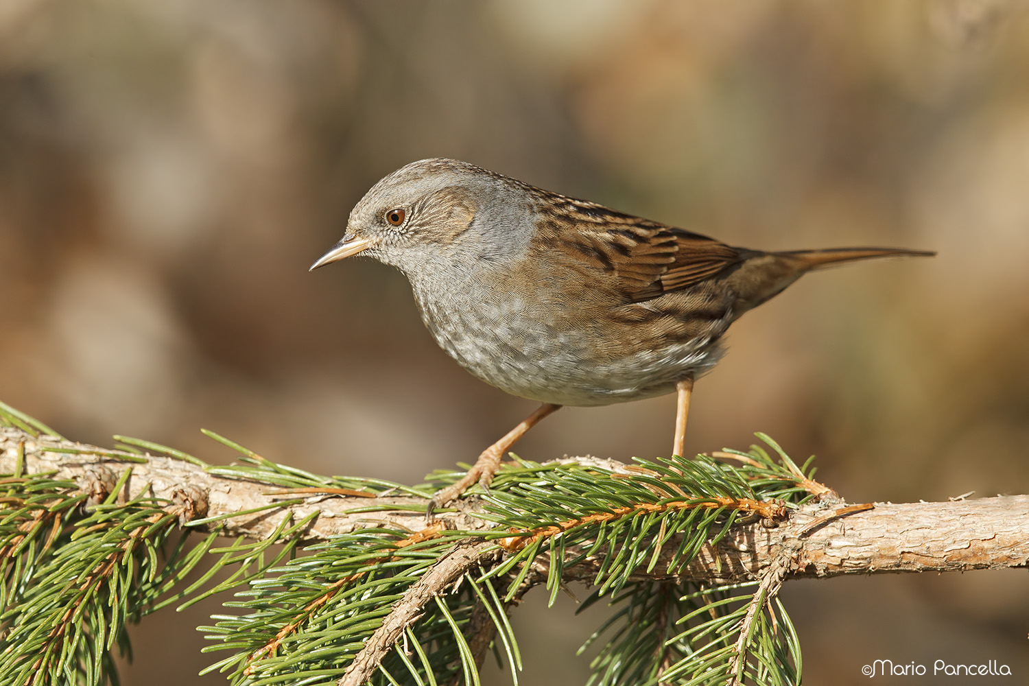 Passera scopaiola (Prunella modularis)