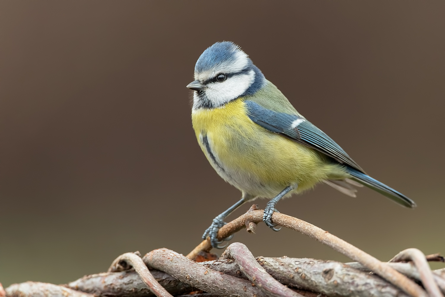 .....comunissima cinciarella.....