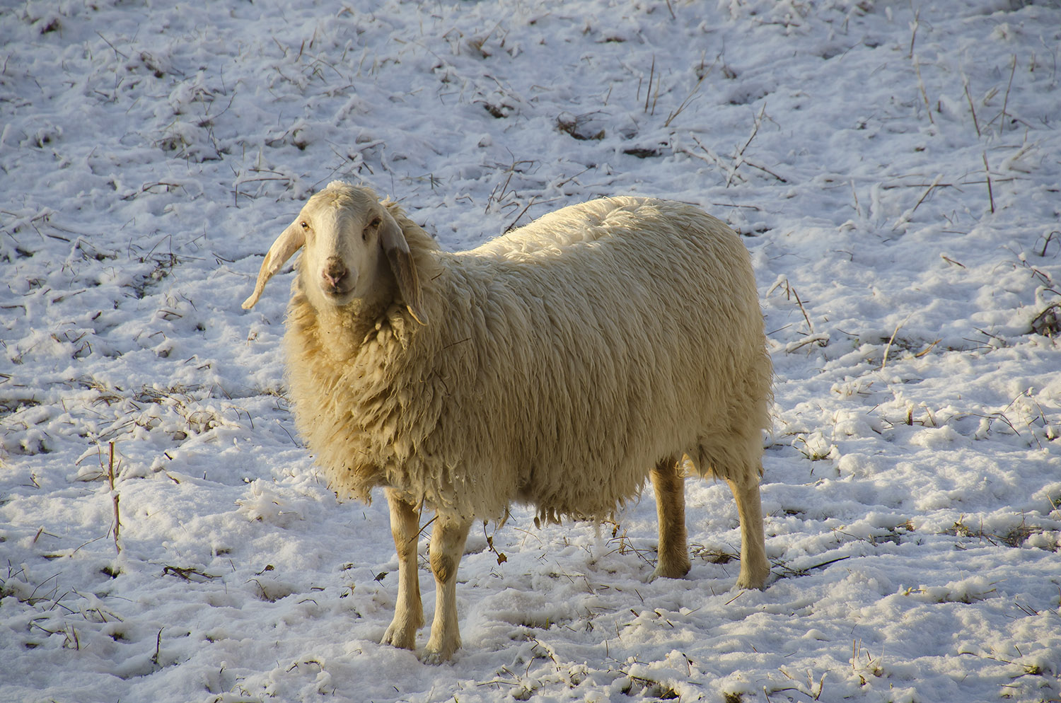 Tanto ho la pelliccia!!!