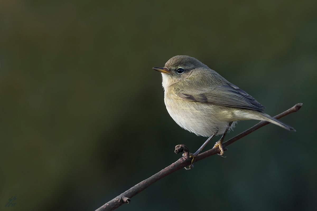 ..lu� piccolo alle prime luci..