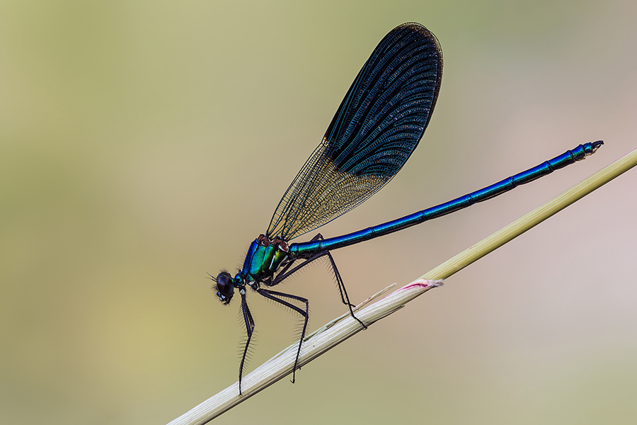 Calopteryx splendens