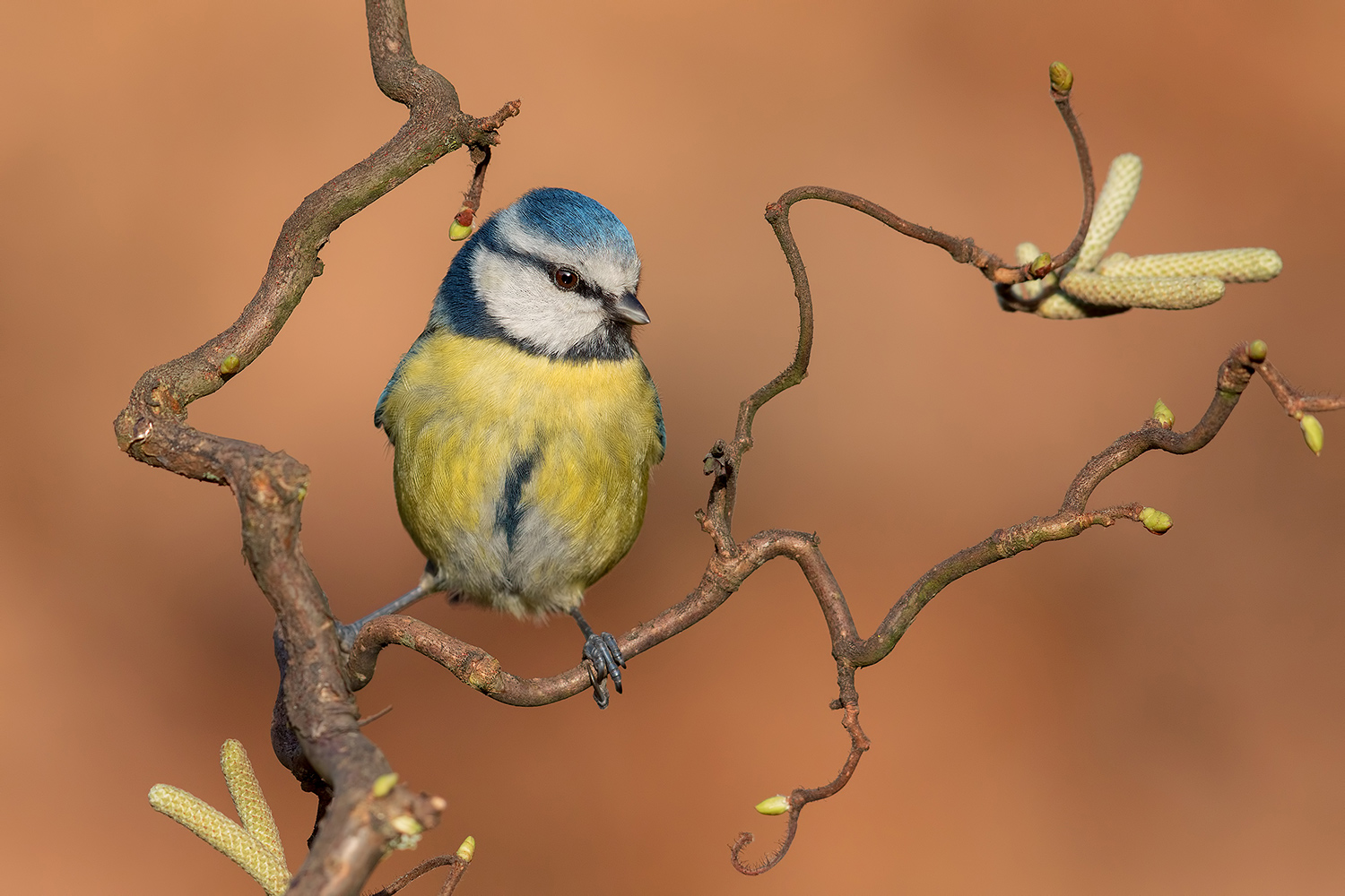 l'Arte della Natura  (Cinciarella)