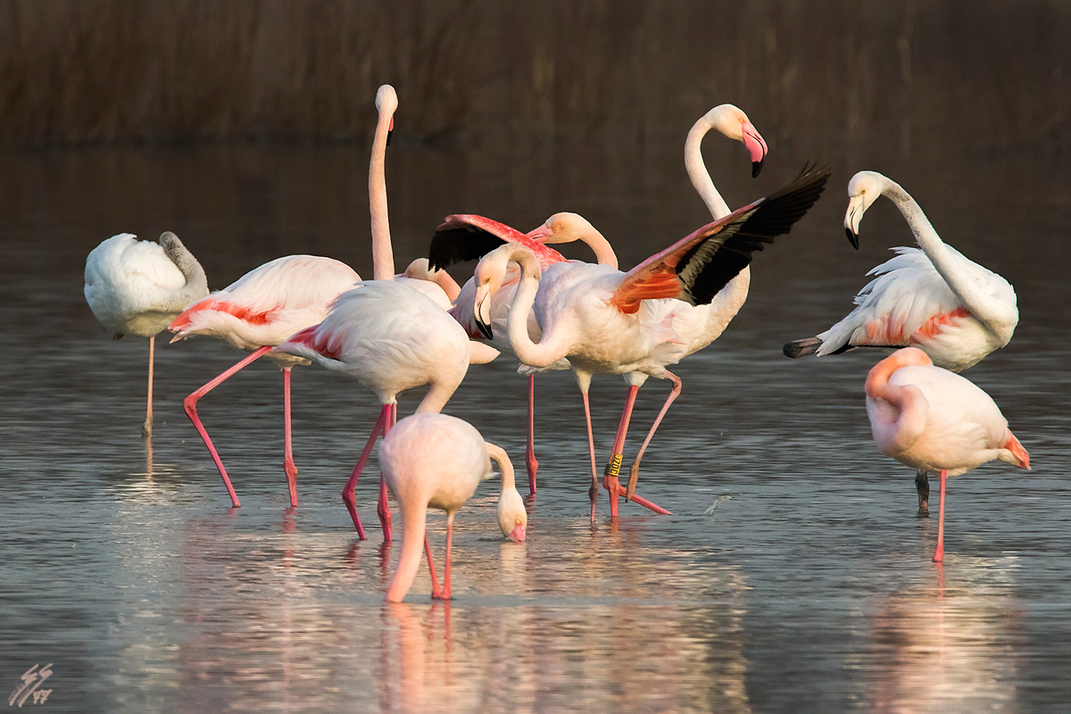..fenicotteri rosa..