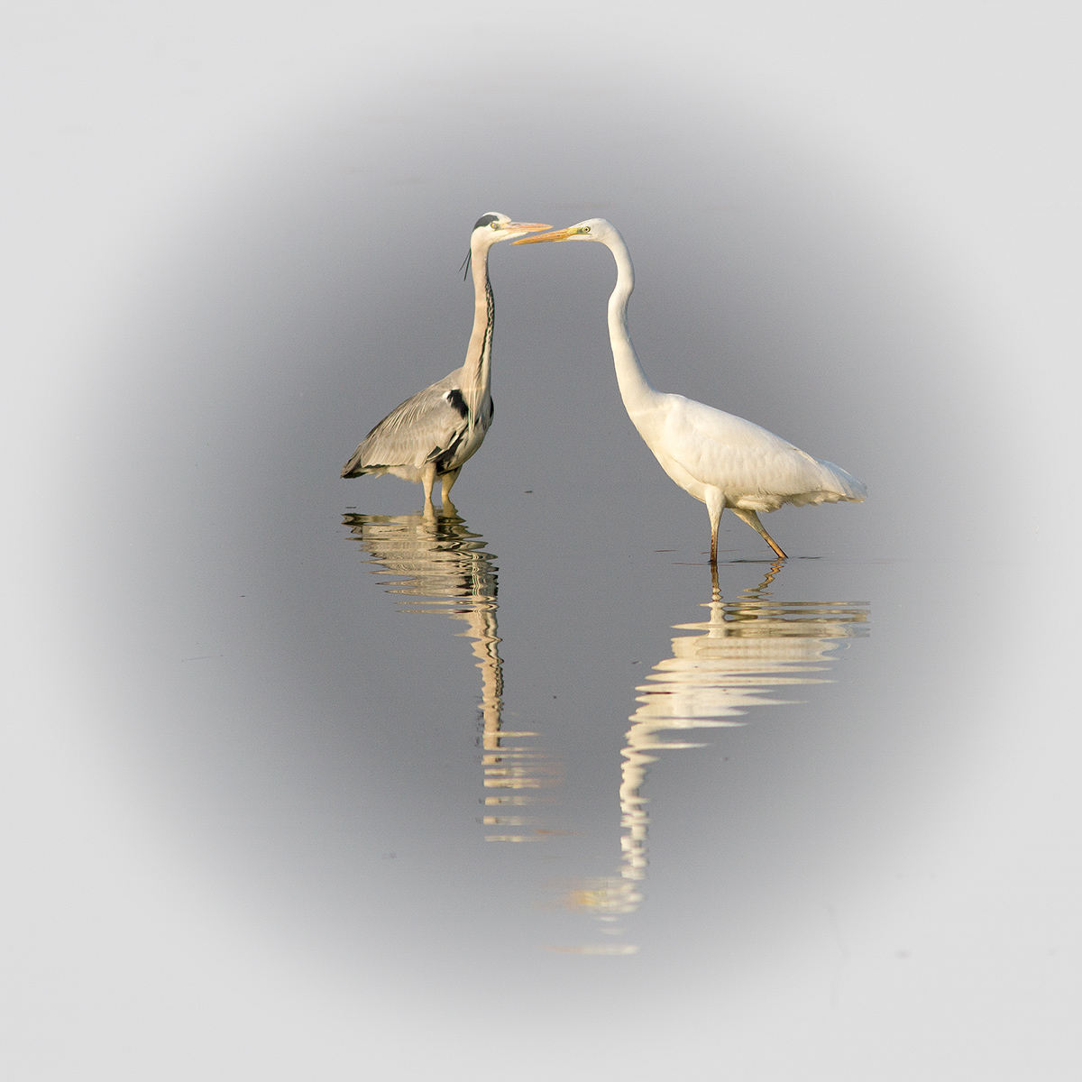 Incontro ravvicinato