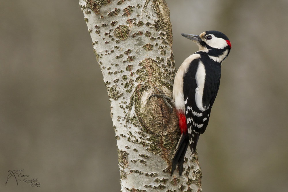 picchio rosso maggiore