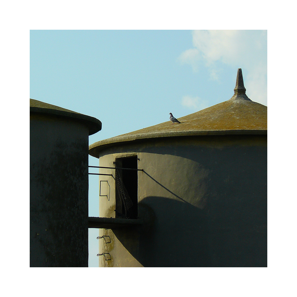 metafisico con piccione