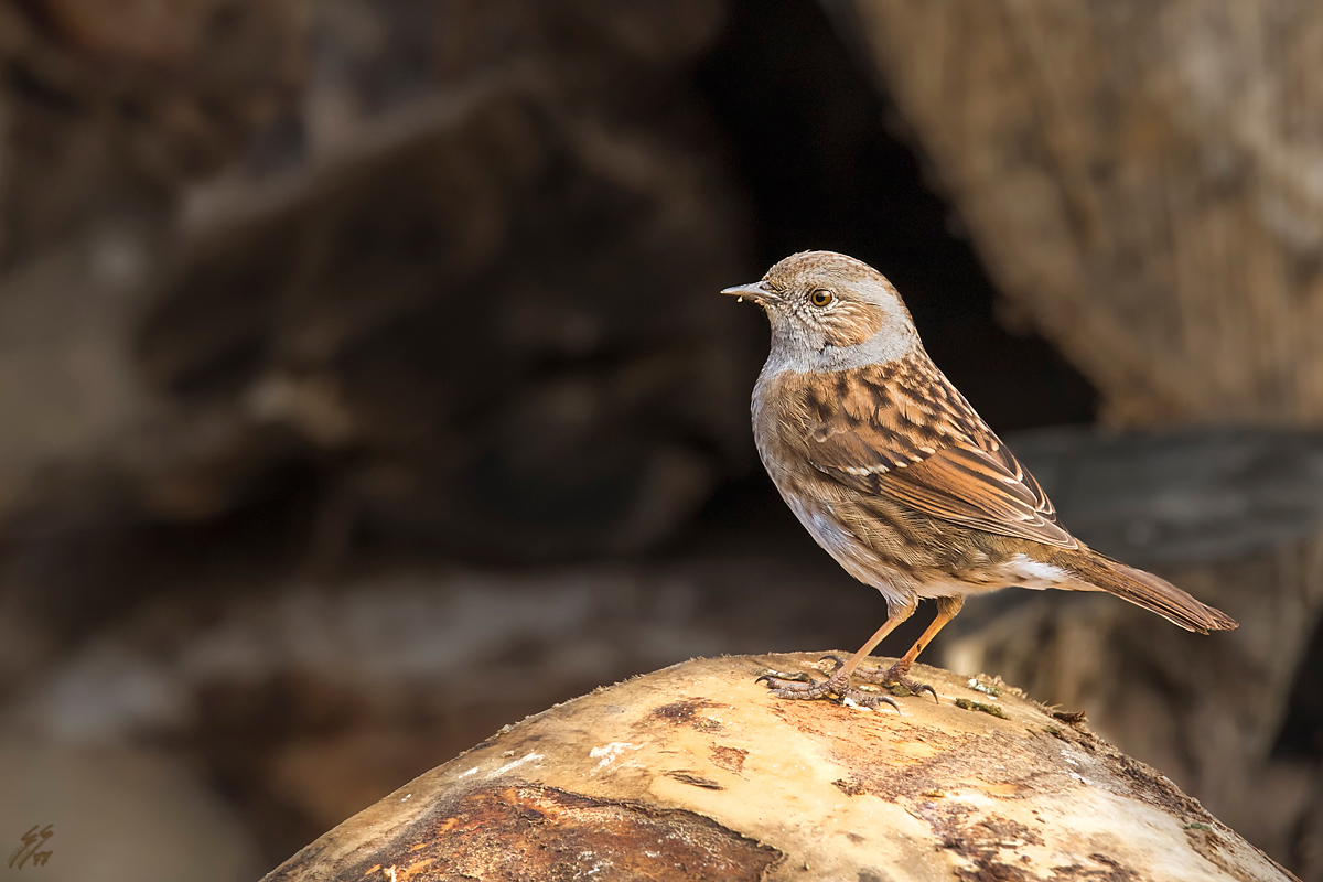 ..passera scopaiola..