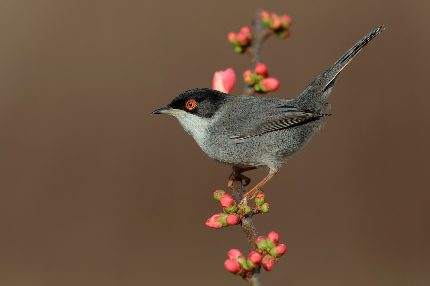 pure un'occhiocotto non fa' primavera.....
